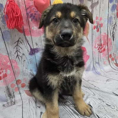 Female German Shepherd Puppy for Sale in Monroeville, PA