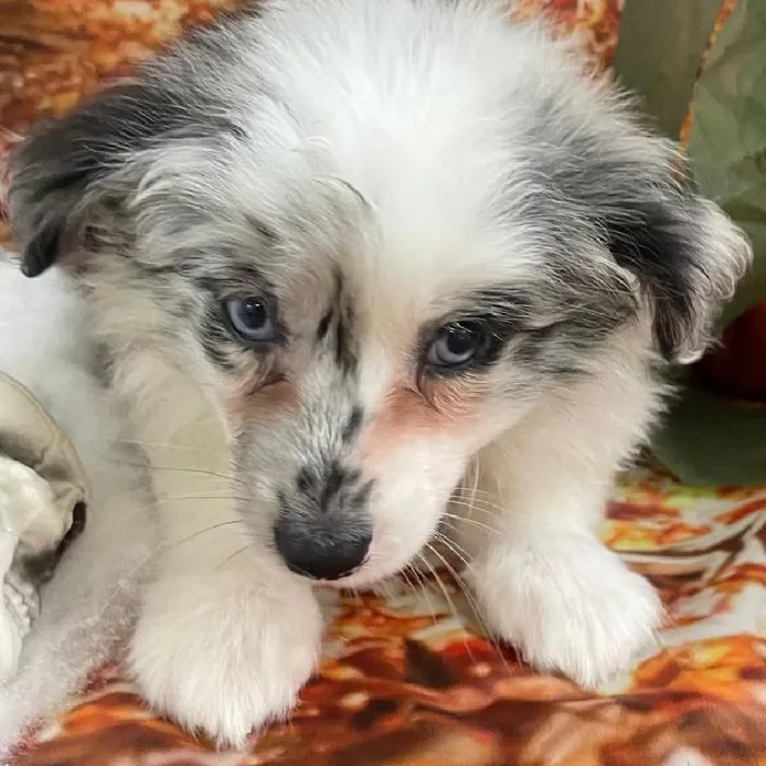 Female Miniature Australian Shepherd Puppy for Sale in Monroeville, PA