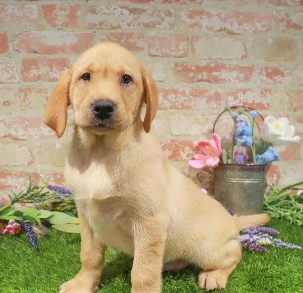 Male Labrador Retriever puppy named Margarito for sale at Petland Monroeville.