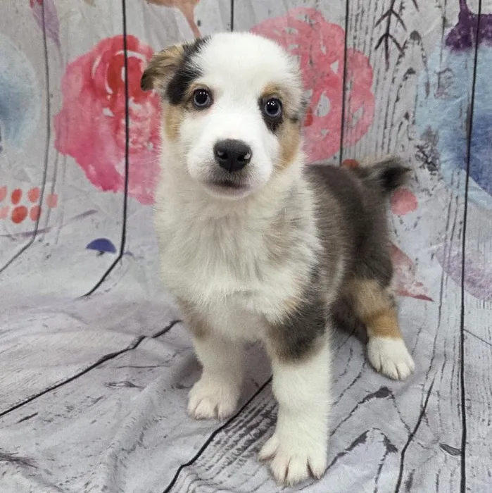 Male Auggie Puppy for Sale in Monroeville, PA