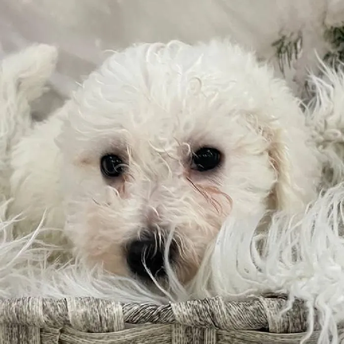 Female Bichon Puppy for Sale in Monroeville, PA
