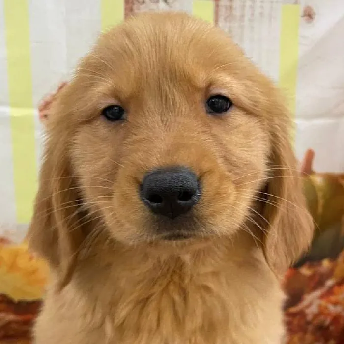 Female Golden Retriever Puppy for Sale in Monroeville, PA