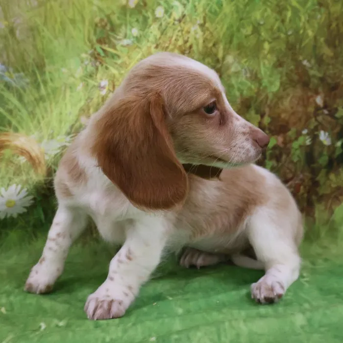 Female Dachshund puppy named Daisy for sale at Petland Monroeville.