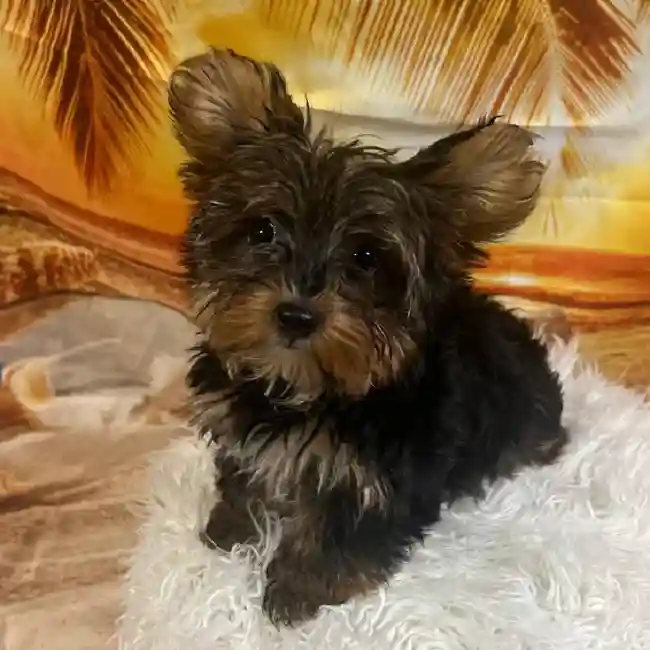 Female Yorkie Puppy for Sale in Monroeville, PA