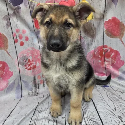 Male German Shepherd Puppy for Sale in Monroeville, PA