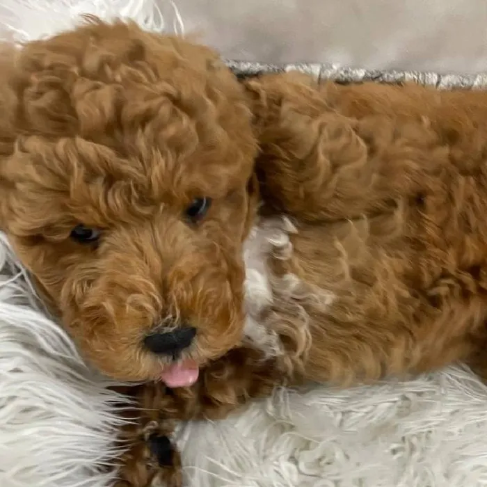 Male Mini Goldendoodle Puppy for Sale in Monroeville, PA