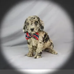 Male Mini Goldendoodle puppy named Leonard for sale at Petland Monroeville.
