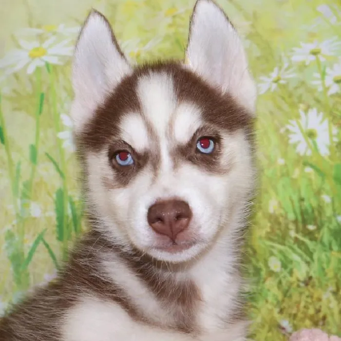Female Siberian Husky puppy named Hayley for sale at Petland Monroeville.