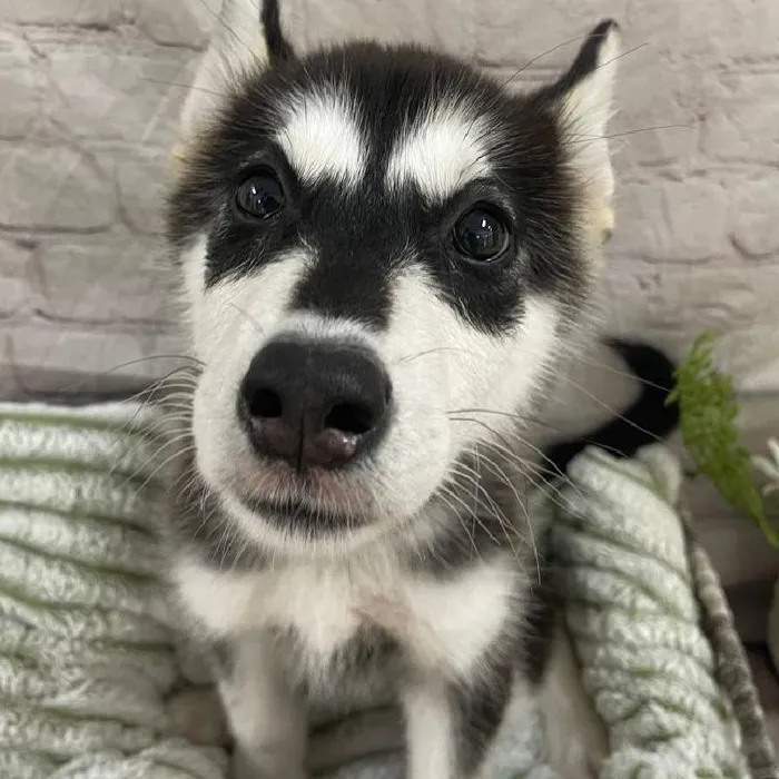 Female Alaskan Malamute Puppy for Sale in Monroeville, PA