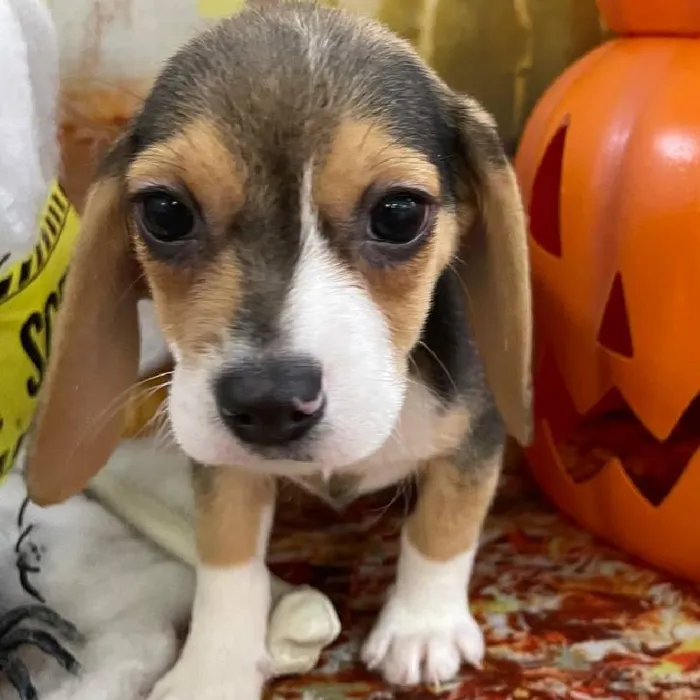 Female Beagle Puppy for Sale in Monroeville, PA