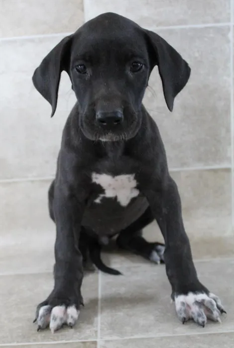 Female Great Dane puppy named Violet for sale at Petland Monroeville.
