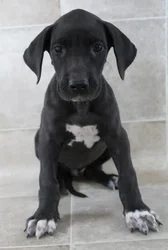 Female Great Dane puppy named Violet for sale at Petland Monroeville.