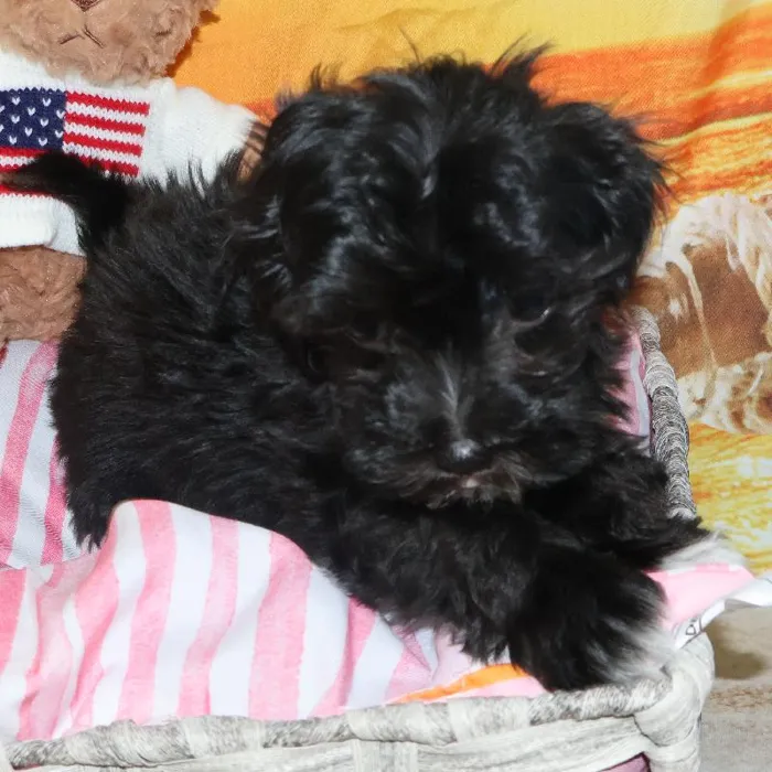 Female Maltipoo Puppy for Sale in Monroeville, PA