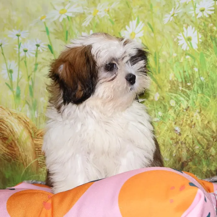 Female Shih Tzu puppy named Jenna for sale at Petland Monroeville.