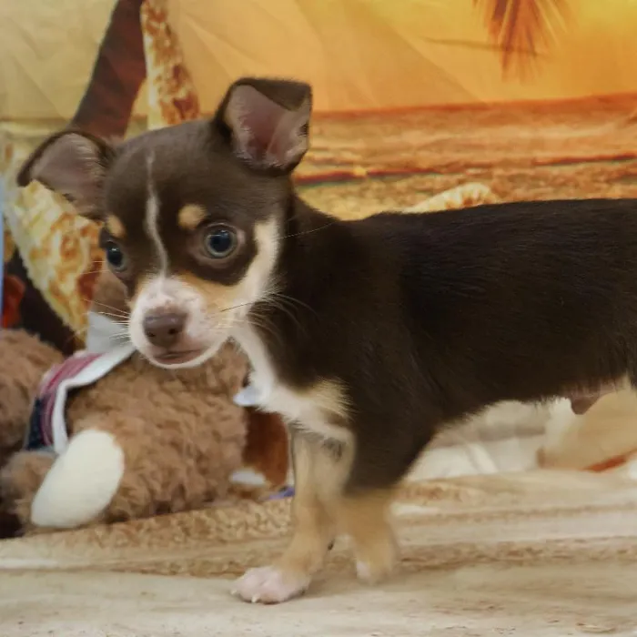 Male Chihuahua Puppy for Sale in Monroeville, PA