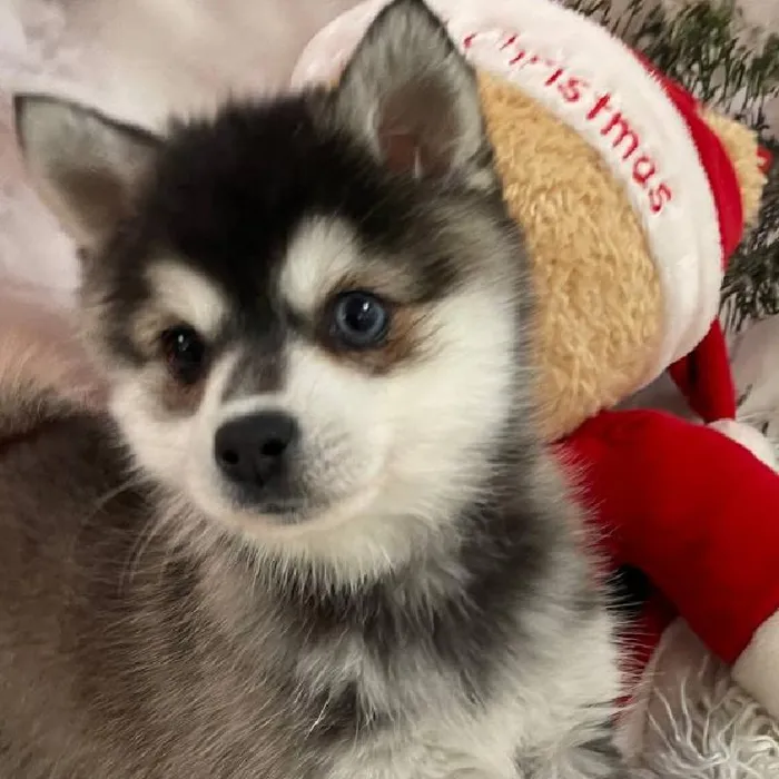 Female Alaskan Klee Kai Puppy for Sale in Monroeville, PA