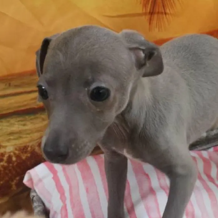 Female Italian Greyhound Puppy for Sale in Monroeville, PA