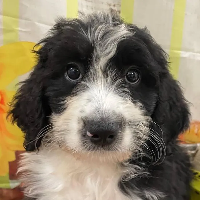 Female Bernedoodle Puppy for Sale in Monroeville, PA