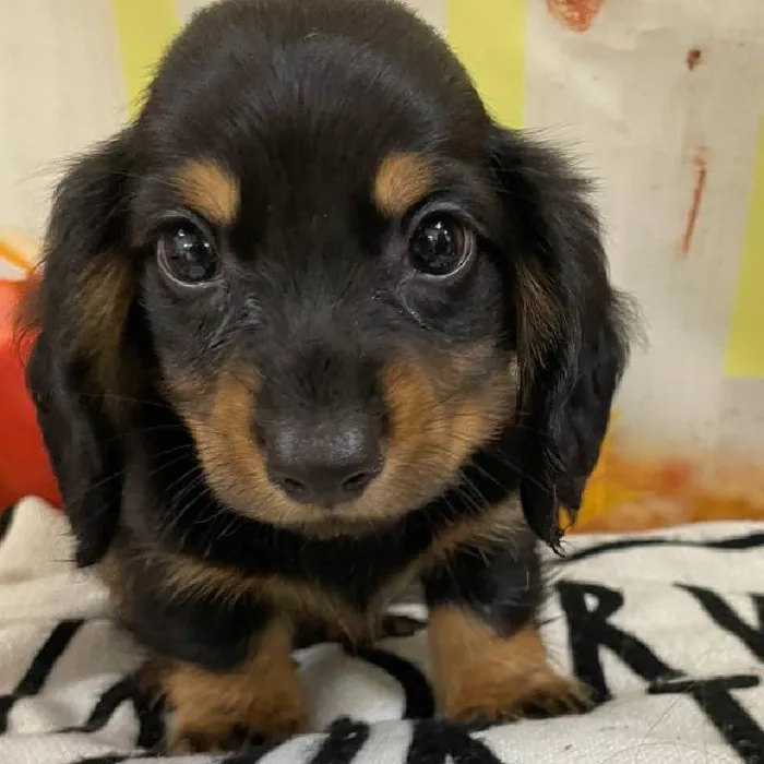 Male Dachshund Puppy for Sale in Monroeville, PA
