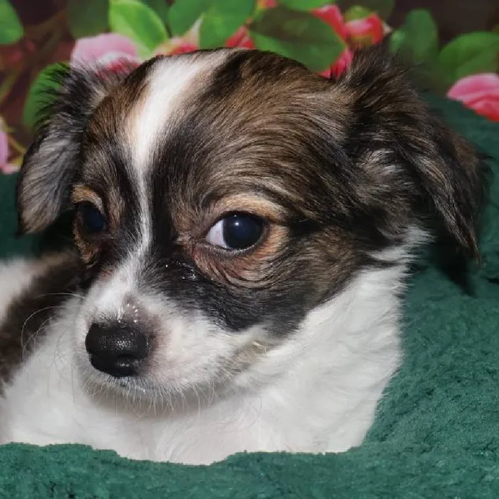 Male Chihuahua Puppy for Sale in Monroeville, PA