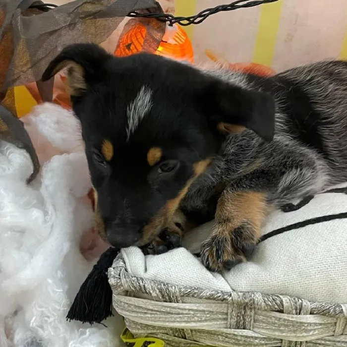 Male Australian Cattle Dog Puppy for Sale in Monroeville, PA