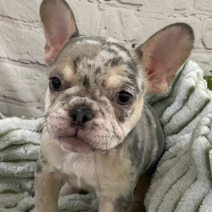 Female French Bulldog Puppy for Sale in Monroeville, PA