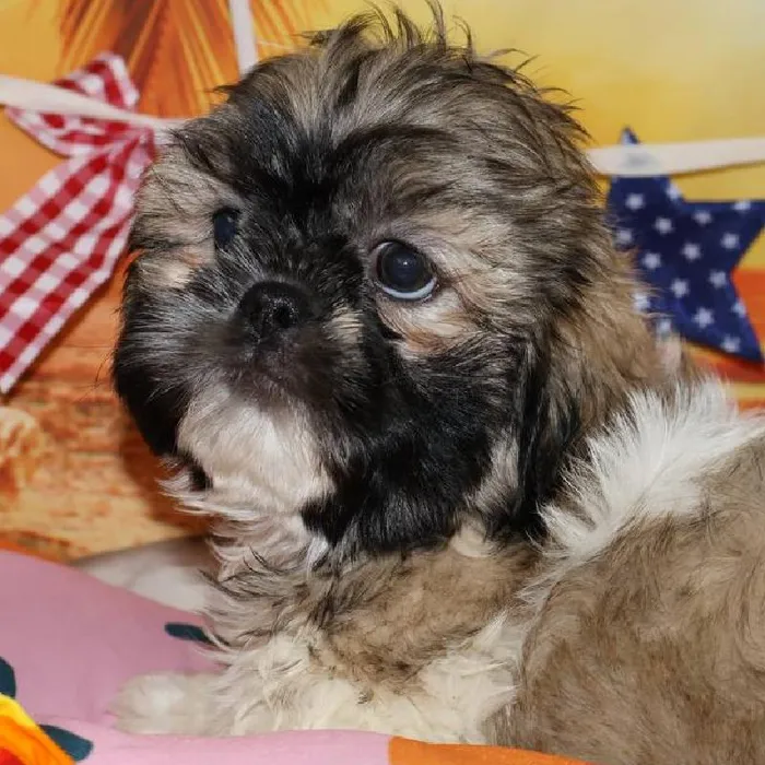 Male Shih Tzu puppy named Gizmo for sale at Petland Monroeville.