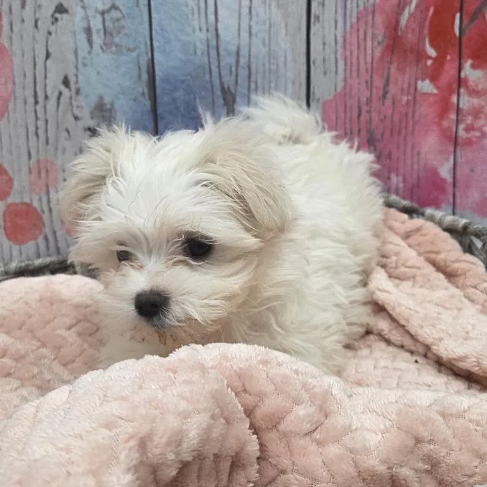 Female Maltese Puppy for Sale in Monroeville, PA