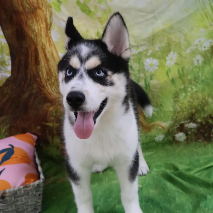 Male Siberian Husky puppy named Damon for sale at Petland Monroeville.