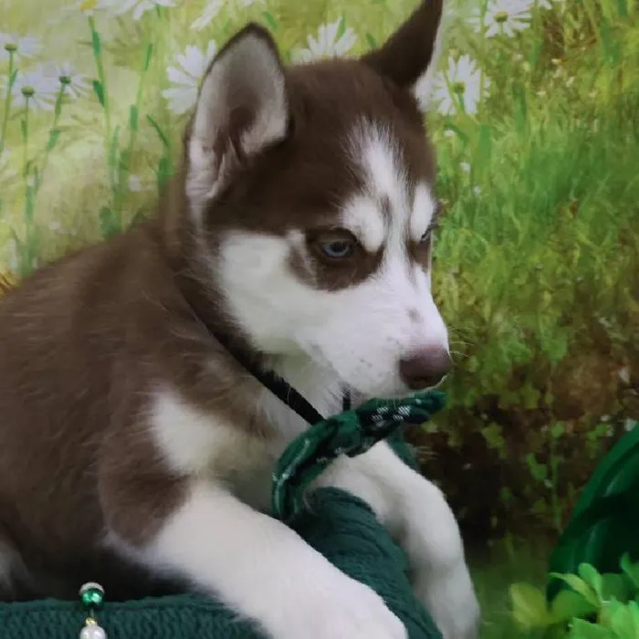 Male Siberian Husky Puppy for Sale in Monroeville, PA