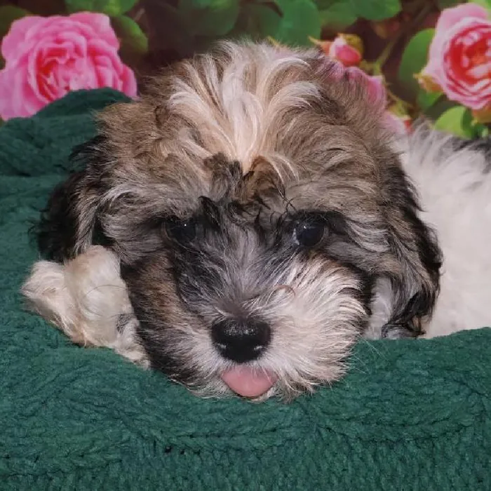 Male Havanese Puppy for Sale in Monroeville, PA