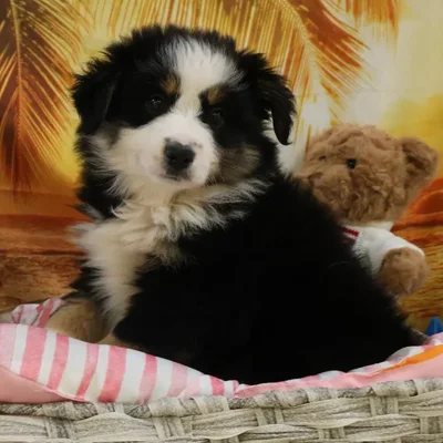 Female Miniature Australian Shepherd Puppy for Sale in Monroeville, PA