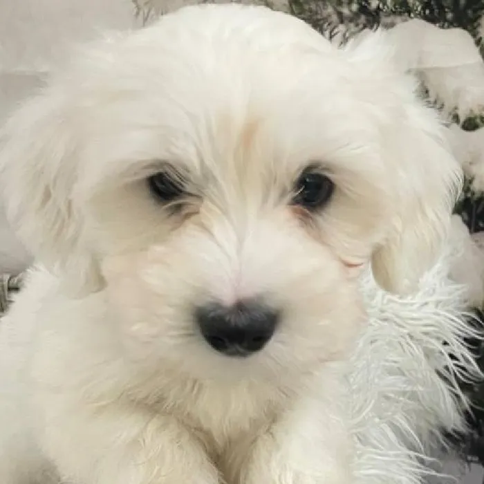 Male Coton De Tulear Puppy for Sale in Monroeville, PA