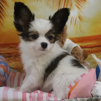 Male Papillon Puppy for Sale in Monroeville, PA
