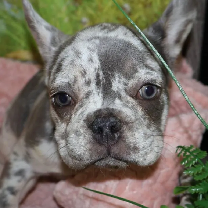 Female French Bulldog puppy named Cookie for sale at Petland Monroeville.