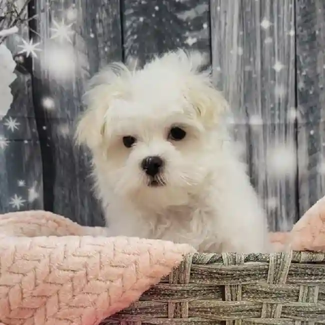 Female Maltese Puppy for Sale in Monroeville, PA