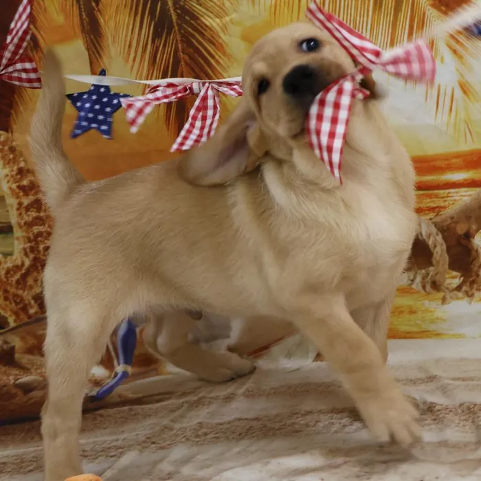 Male Labrador Retriever puppy named Daniel for sale at Petland Monroeville.