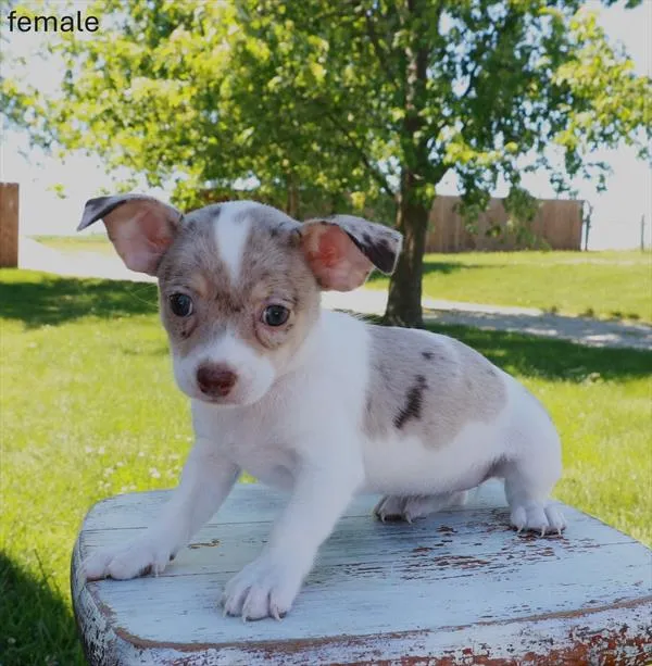 Female Chihuahua puppy named Lexi for sale at Petland Monroeville.