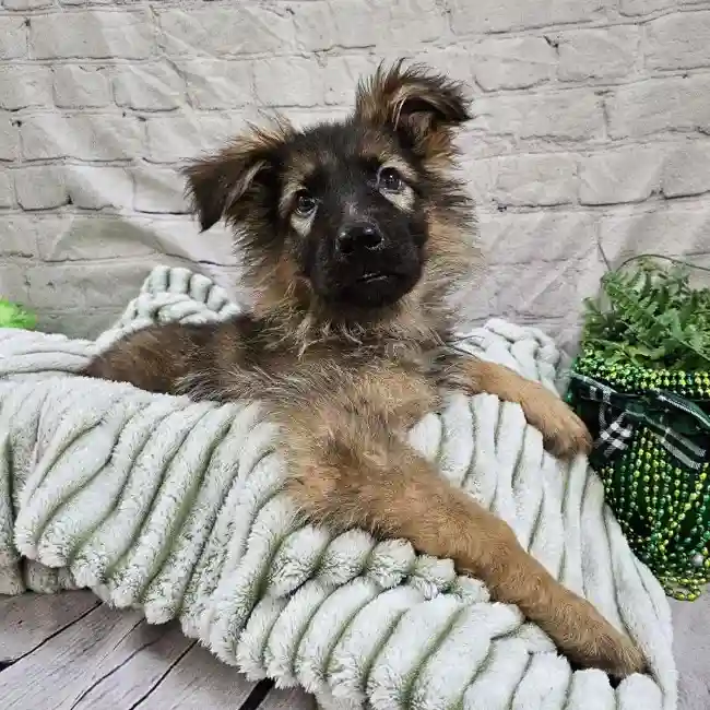 Female German Shepherd Puppy for Sale in Monroeville, PA