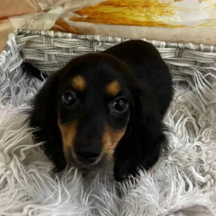 Female Dachshund Puppy for Sale in Monroeville, PA