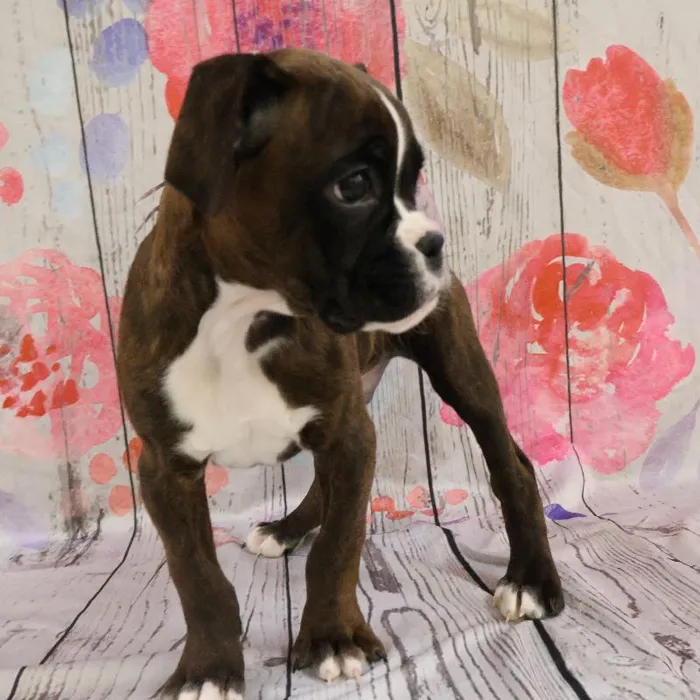 Male Boxer Puppy for Sale in Monroeville, PA