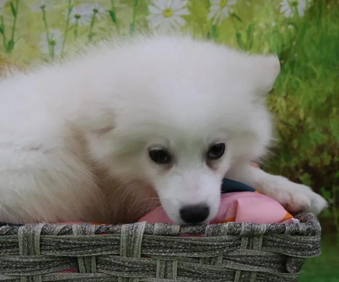 Female American Eskimo puppy named Winter for sale at Petland Monroeville.