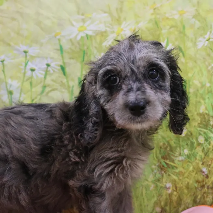 Female Cockapoo puppy named Penny for sale at Petland Monroeville.