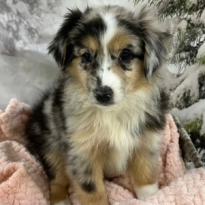 Female Miniature Australian Shepherd Puppy for Sale in Monroeville, PA