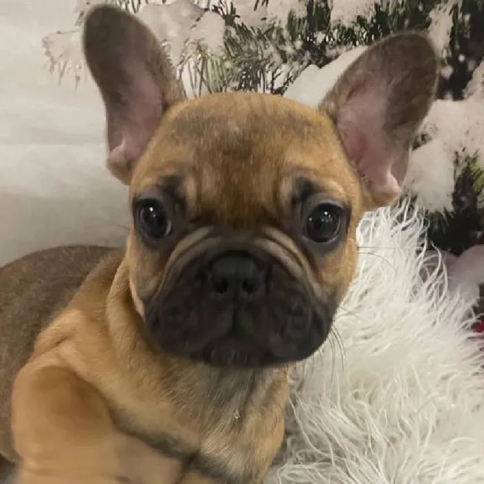 Male French Bulldog Puppy for Sale in Monroeville, PA