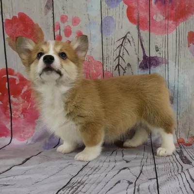 Female Pembroke Welsh Corgi Puppy for Sale in Monroeville, PA