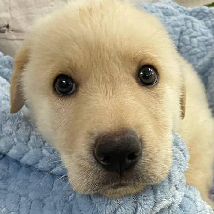 Male German Shepherd Puppy for Sale in Monroeville, PA