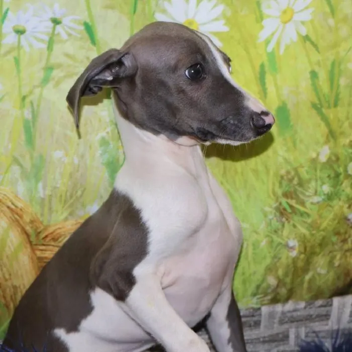 Male Italian Greyhound puppy named Vincent for sale at Petland Monroeville.