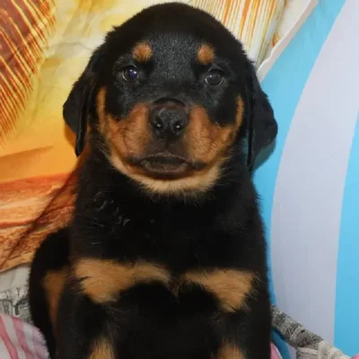 Female Rottweiler Puppy for Sale in Monroeville, PA