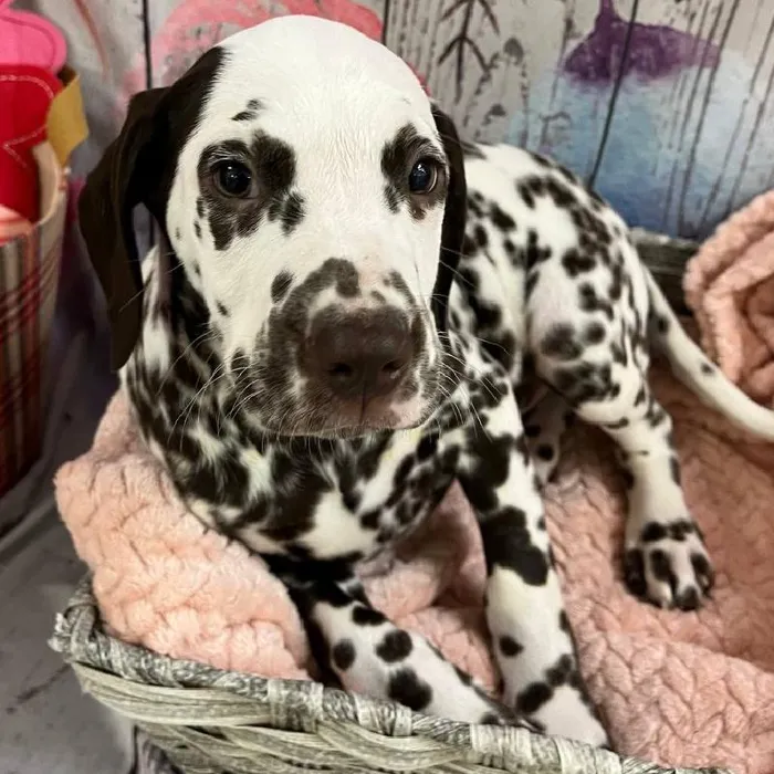 Male Dalmatian Puppy for Sale in Monroeville, PA